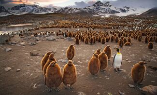 Bulle informationnelle