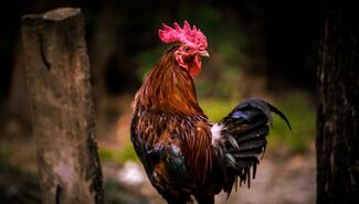 En France, le feedback n’est pas notre genre