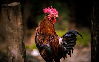 En France, le feedback n’est pas notre genre